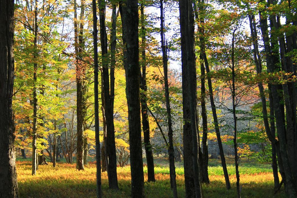 Canaan Valley Resort State Park เดวิส ภายนอก รูปภาพ