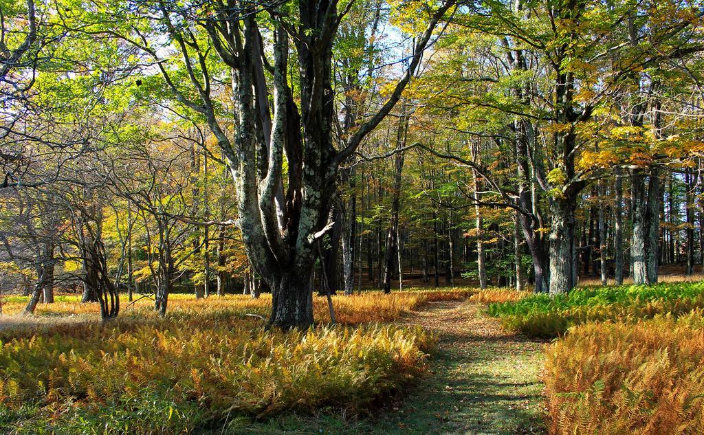 Canaan Valley Resort State Park เดวิส ภายนอก รูปภาพ
