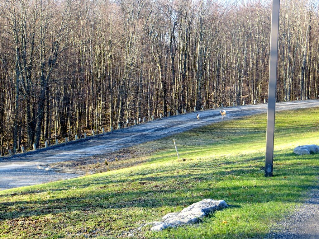 Canaan Valley Resort State Park เดวิส ภายนอก รูปภาพ